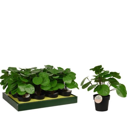 Βρες το Φυτό Τεχνητό ArteLibre Pilea 25cm Μαύρο Σε Μαύρο Γλαστράκι 98x85mm σε μοναδική τιμή στο clickforshop.gr
