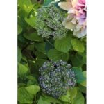 Κλαδί Άλλιον ArteLibre Τεχνητό Πράσινο/Βιολετί 12x72cm - Image 2