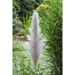 Κλαδί Γρασίδι ArteLibre Τεχνητό Εκρού 150cm - Image 2