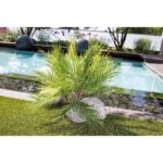 Μπουκέτο Φοίνικας ArteLibre Τεχνητό Πράσινο 65cm - Image 2