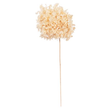 Αγόρασε ΔΙΑΚΟΣΜΗΤΙΚΟ ΑΠΟΞΗΡΑΜΕΝΟ ΛΟΥΛΟΥΔΙ ΟΡΤΑΝΣΙΑ HM7954 ΕΚΡΟΥ 55Υεκ. σε μοναδική τιμή στο clickforshop.gr