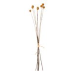 Αγόρασε ΔΙΑΚΟΣΜΗΤΙΚΟ ΑΠΟΞΗΡΑΜΕΝΟ ΜΠΟΥΚΕΤΟ CRASPEDIA GLOBOSA HM7956 ΚΙΤΡΙΝΟ 63Υεκ. σε μοναδική τιμή στο clickforshop.gr