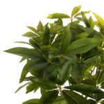 ΔΙΑΚΟΣΜΗΤΙΚΟ ΣΥΝΘΕΤΙΚΟ ΦΥΤΟ HM4002 ΠΑΧΥΡΑ ΣΕ ΓΛΑΣΤΡΑ 100Υεκ. - Image 3