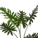 ΔΙΑΚΟΣΜΗΤΙΚΟ ΣΥΝΘΕΤΙΚΟ ΦΥΤΟ HM7971 ΠΛΑΤΥΦΥΛΛΟ ΣΕ ΓΛΑΣΤΡΑ 96Υεκ. - Image 3