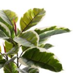 ΔΙΑΚΟΣΜΗΤΙΚΟ ΣΥΝΘΕΤΙΚΟ ΦΥΤΟ HM7972 OAK LEAF ΣΕ ΓΛΑΣΤΡΑ 85Υεκ. - Image 3