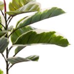 ΔΙΑΚΟΣΜΗΤΙΚΟ ΣΥΝΘΕΤΙΚΟ ΦΥΤΟ HM7972 OAK LEAF ΣΕ ΓΛΑΣΤΡΑ 85Υεκ. - Image 4