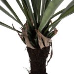 ΔΙΑΚΟΣΜΗΤΙΚΟ ΣΥΝΘΕΤΙΚΟ ΦΥΤΟ HM7975 ΑΣΠΛΕΝΙΟ (ΦΥΛΛΙΤΗΣ Ή ΦΤΕΡΗ) ΣΕ ΓΛΑΣΤΡΑ 137Υεκ. - Image 4