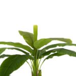 ΔΙΑΚΟΣΜΗΤΙΚΟ ΣΥΝΘΕΤΙΚΟ ΦΥΤΟ HM7978 ΔΕΝΤΡΟ ΜΠΑΝΑΝΑΣ ΣΕ ΓΛΑΣΤΡΑ 200Υεκ. - Image 4