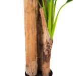 ΔΙΑΚΟΣΜΗΤΙΚΟ ΣΥΝΘΕΤΙΚΟ ΦΥΤΟ HM7978 ΔΕΝΤΡΟ ΜΠΑΝΑΝΑΣ ΣΕ ΓΛΑΣΤΡΑ 200Υεκ. - Image 6