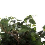 ΔΙΑΚΟΣΜΗΤΙΚΟ ΣΥΝΘΕΤΙΚΟ ΦΥΤΟ HM7992 ΔΕΝΤΡΟ ΜΠΑΝΥΑΝ ΣΕ ΓΛΑΣΤΡΑ 136Υεκ. - Image 4