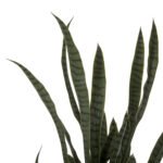 ΔΙΑΚΟΣΜΗΤΙΚΟ ΣΥΝΘΕΤΙΚΟ ΦΥΤΟ HM7994.02 ΣΑΝΣΕΒΙΕΡΙΑ ΠΡΑΣΙΝΟ ΜΕ ΓΛΑΣΤΡΑ 150Υεκ - Image 3